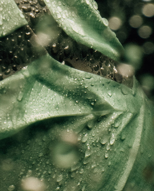 Isadore 輕量防水風雨衣 Signature Rain Jacket Basil 男款 草綠